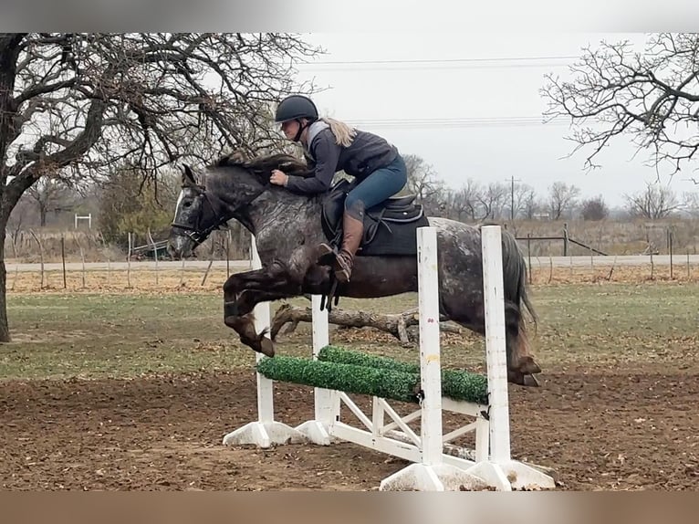 Pony de las Américas Caballo castrado 7 años 140 cm Tordo in Jacksboro TX