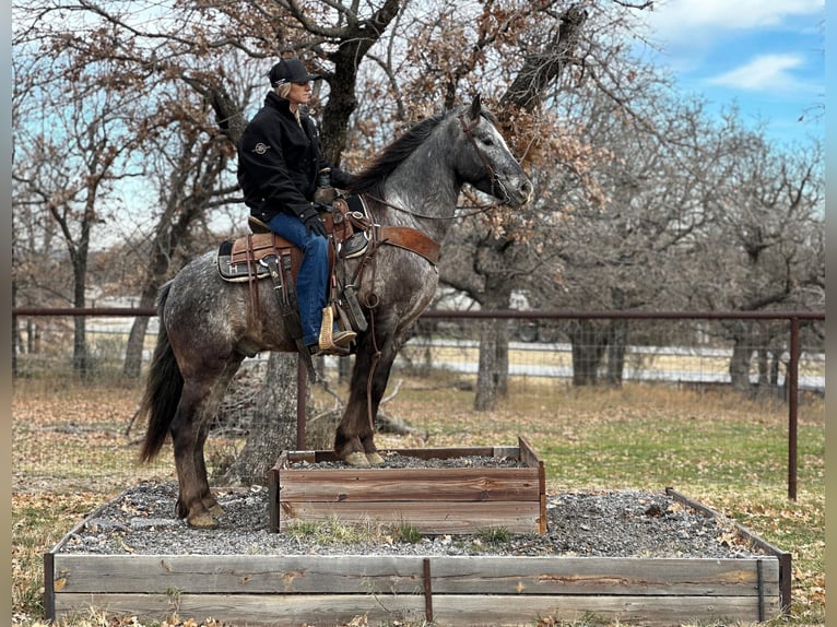 Pony de las Américas Caballo castrado 7 años 140 cm Tordo in Jacksboro TX