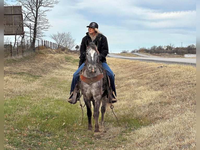 Pony de las Américas Caballo castrado 7 años 140 cm Tordo in Jacksboro TX