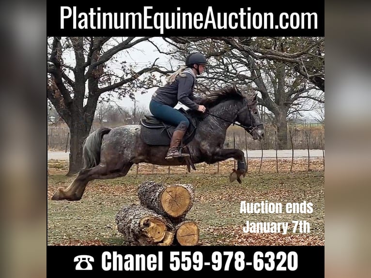 Pony de las Américas Caballo castrado 7 años 140 cm Tordo in Jacksboro TX