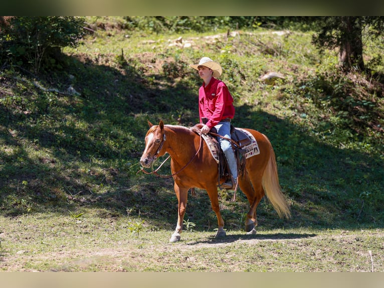 Pony de las Américas Caballo castrado 7 años 142 cm Alazán rojizo in Somerset, Ky