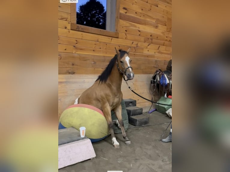 Pony de las Américas Caballo castrado 7 años 142 cm Castaño rojizo in Bethany, CT