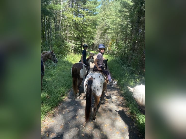 Pony de las Américas Caballo castrado 7 años 142 cm Castaño rojizo in Bethany, CT