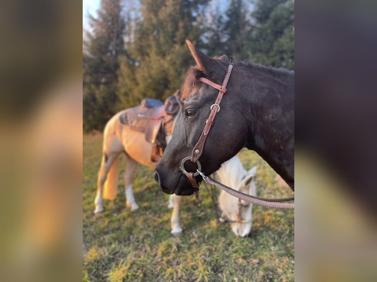 Pony de las Américas Caballo castrado 7 años 142 cm Negro in Schopfheim