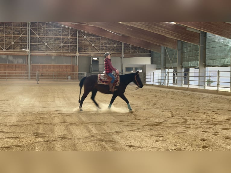 Pony de las Américas Caballo castrado 7 años 142 cm Negro in Schopfheim