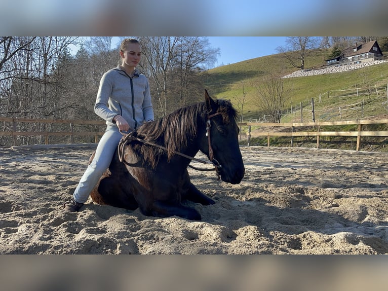 Pony de las Américas Caballo castrado 7 años 142 cm Negro in Schopfheim
