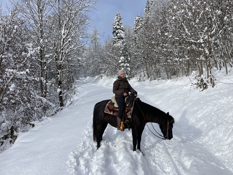 Pony de las Américas Caballo castrado 7 años 142 cm Negro in Schopfheim