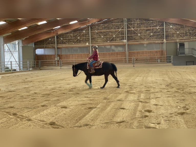 Pony de las Américas Caballo castrado 7 años 142 cm Negro in Schopfheim