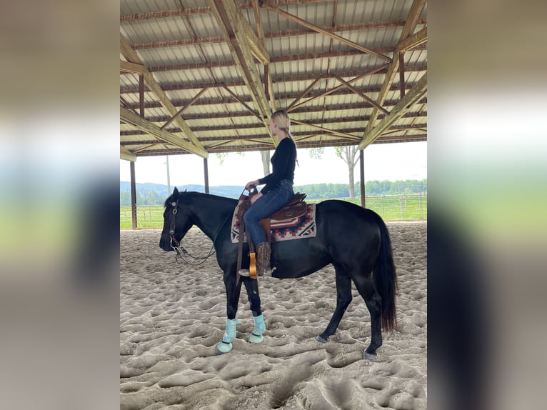 Pony de las Américas Caballo castrado 7 años 142 cm Negro in Schopfheim