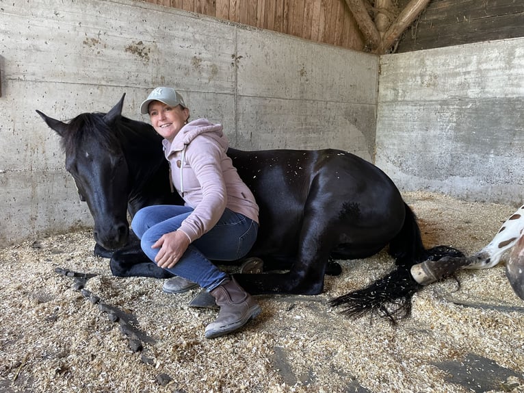 Pony de las Américas Caballo castrado 7 años 142 cm Negro in Schopfheim