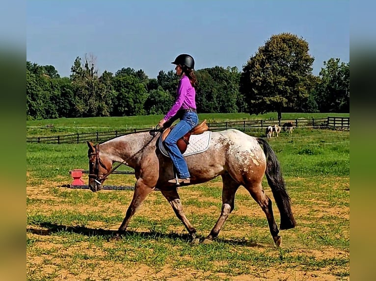 Pony de las Américas Caballo castrado 7 años 147 cm in Robards, KY