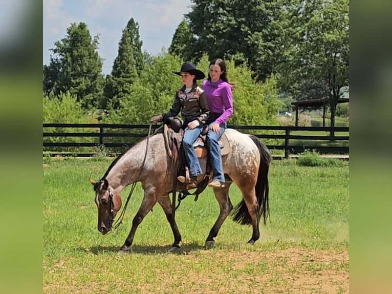 Pony de las Américas Caballo castrado 7 años 147 cm in Robards, KY