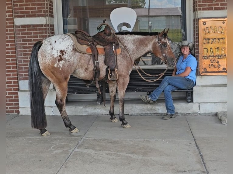 Pony de las Américas Caballo castrado 7 años 147 cm in Robards, KY