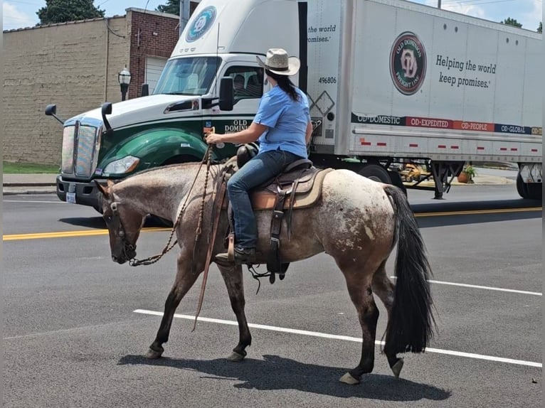 Pony de las Américas Caballo castrado 7 años 147 cm in Robards, KY