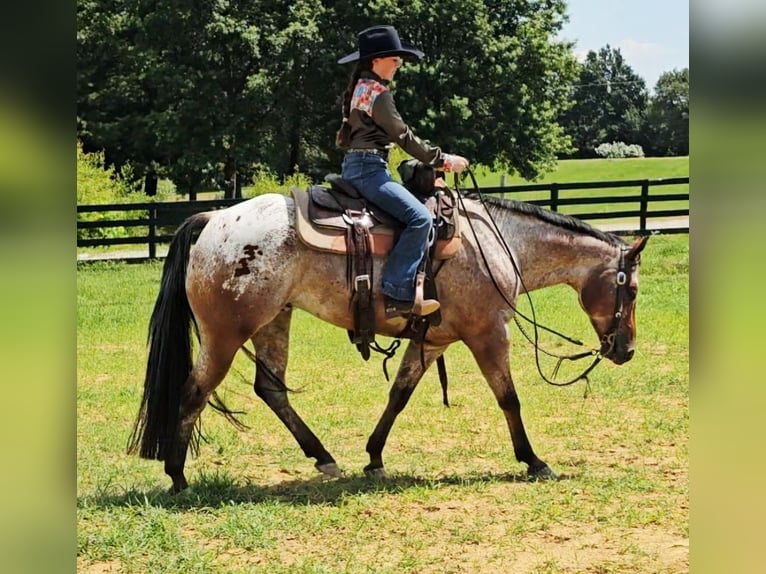 Pony de las Américas Caballo castrado 7 años 147 cm in Robards, KY