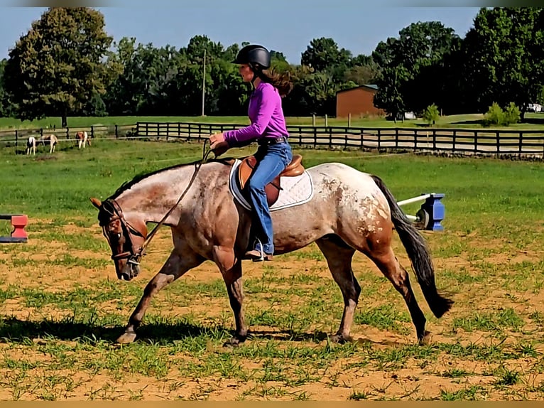 Pony de las Américas Caballo castrado 7 años 147 cm in Robards, KY