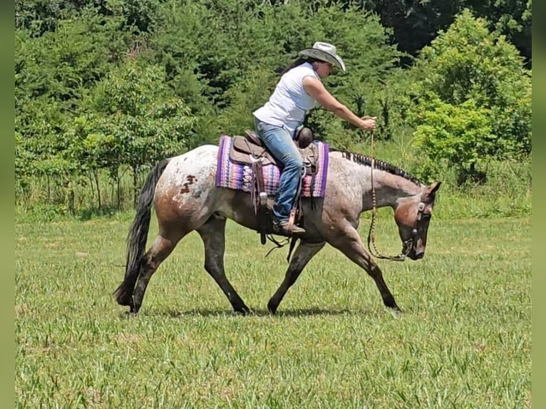 Pony de las Américas Caballo castrado 7 años 147 cm in Robards, KY