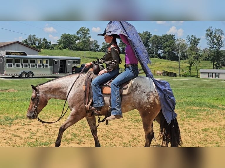 Pony de las Américas Caballo castrado 7 años 147 cm in Robards, KY