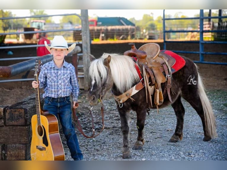 Pony de las Américas Caballo castrado 7 años 94 cm Castaño in Huntland TN