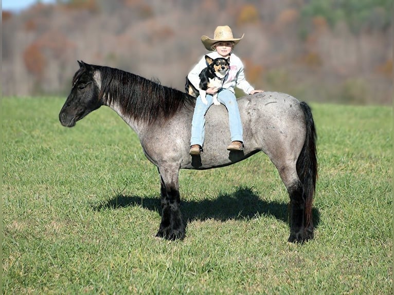 Pony de las Américas Caballo castrado 7 años Ruano azulado in Brodhead, KY