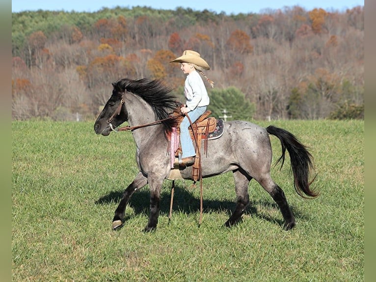 Pony de las Américas Caballo castrado 7 años Ruano azulado in Brodhead, KY