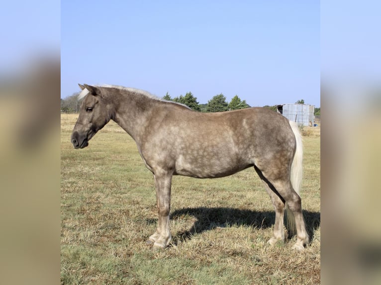 Pony de las Américas Caballo castrado 8 años 112 cm Tordo in Ravenna TX