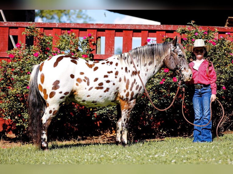 Pony de las Américas Caballo castrado 8 años 135 cm in Mount Hope