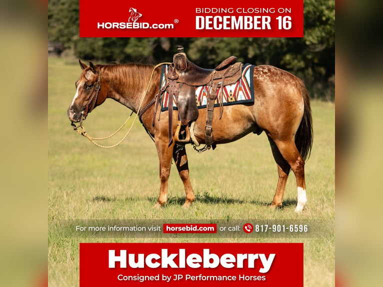 Pony de las Américas Caballo castrado 8 años 137 cm Alazán-tostado in Weatherford