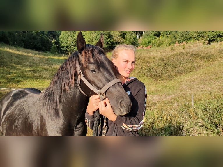 Pony de las Américas Caballo castrado 8 años 141 cm Negro in Schopfheim