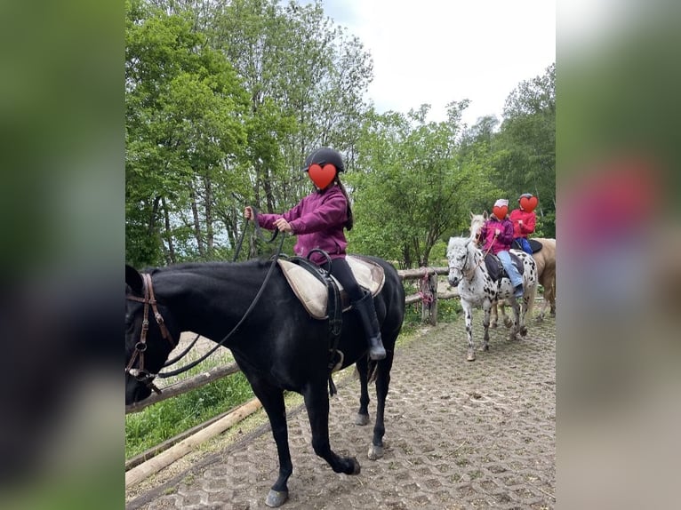 Pony de las Américas Caballo castrado 8 años 141 cm Negro in Schopfheim