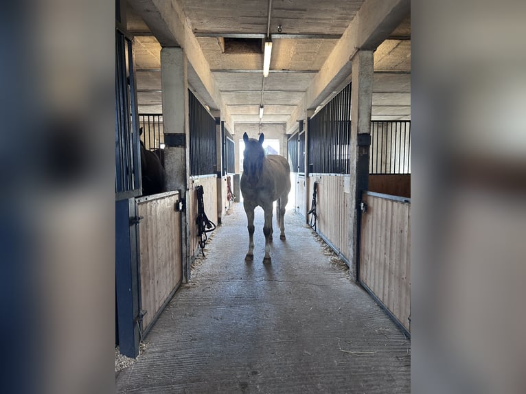Pony de las Américas Caballo castrado 8 años 154 cm  in Aken
