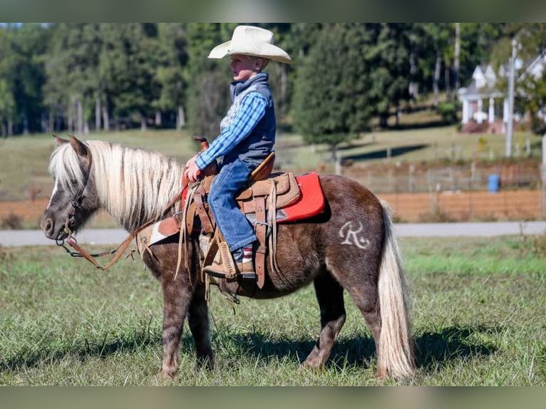Pony de las Américas Caballo castrado 8 años 94 cm in Huntland TN