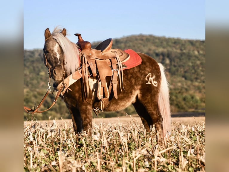 Pony de las Américas Caballo castrado 8 años 94 cm in Huntland TN