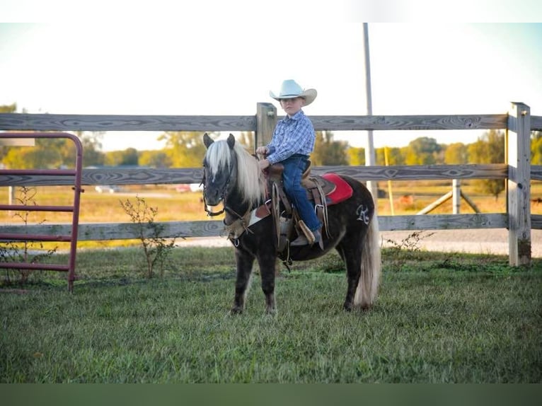 Pony de las Américas Caballo castrado 8 años 94 cm in Huntland TN