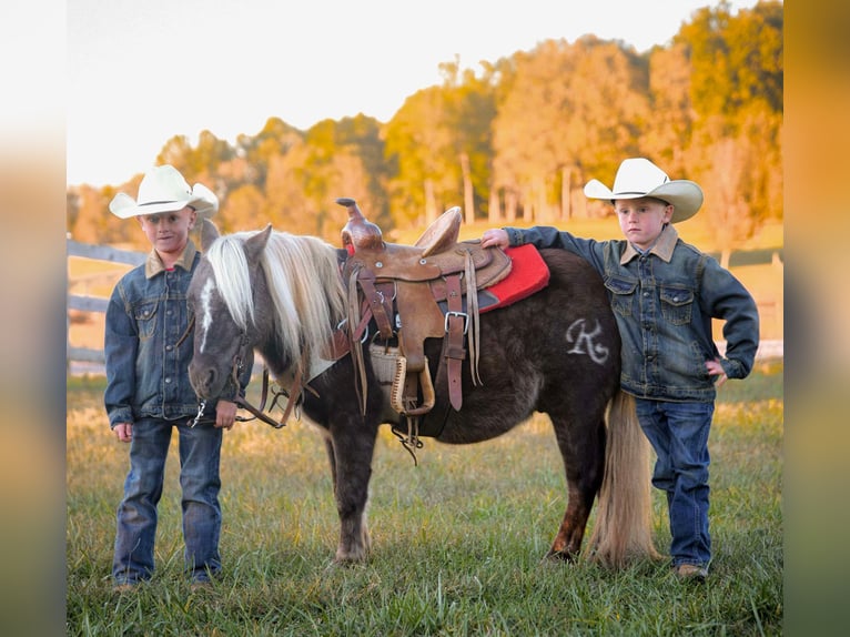 Pony de las Américas Caballo castrado 8 años 94 cm in Huntland TN