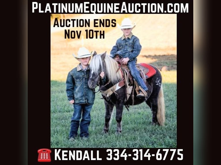 Pony de las Américas Caballo castrado 8 años 94 cm in Huntland TN