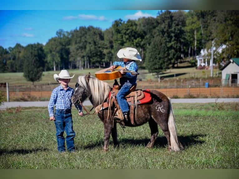 Pony de las Américas Caballo castrado 8 años 94 cm in Huntland TN