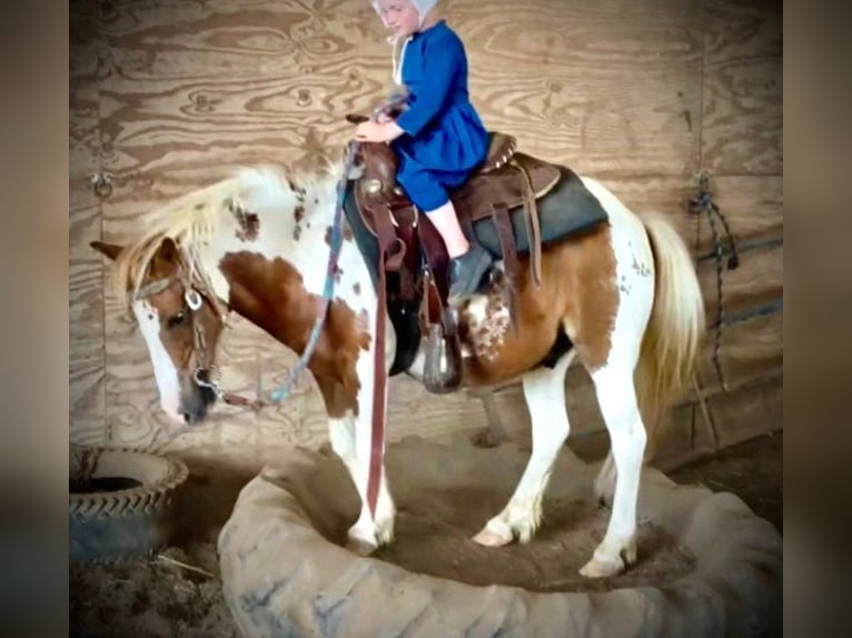 Pony de las Américas Caballo castrado 9 años 102 cm Tobiano-todas las-capas in Riverhead NY
