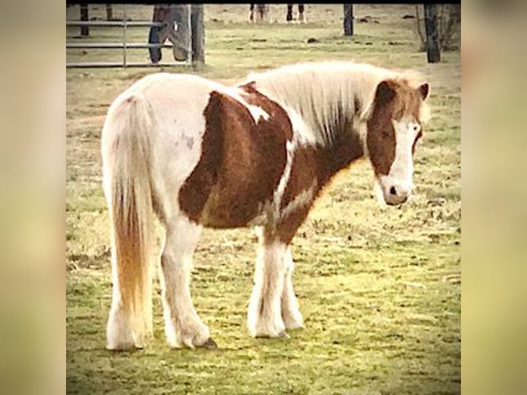 Pony de las Américas Caballo castrado 9 años 102 cm Tobiano-todas las-capas in Riverhead NY