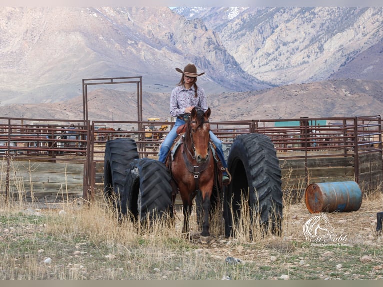 Pony de las Américas Caballo castrado 9 años 137 cm Castaño rojizo in Cody