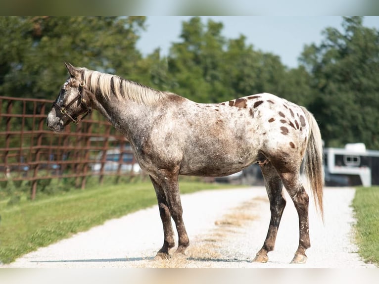 Pony de las Américas Caballo castrado 9 años 137 cm Tordo in Mount Vernon, MO