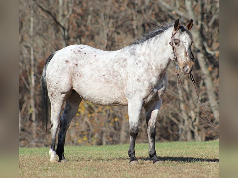 Pony de las Américas Caballo castrado 9 años 145 cm Tordo in Brodhead KY