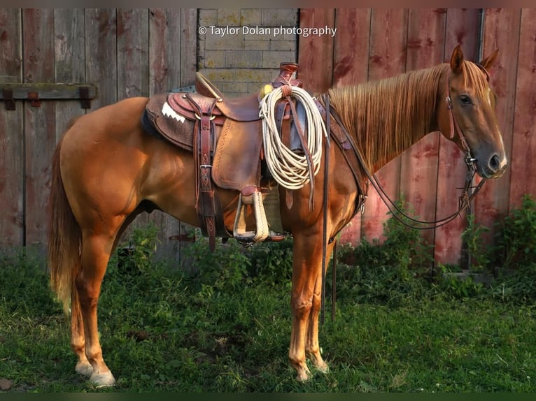 Pony de las Américas Caballo castrado 9 años 147 cm Alazán rojizo in Dubuque, IA