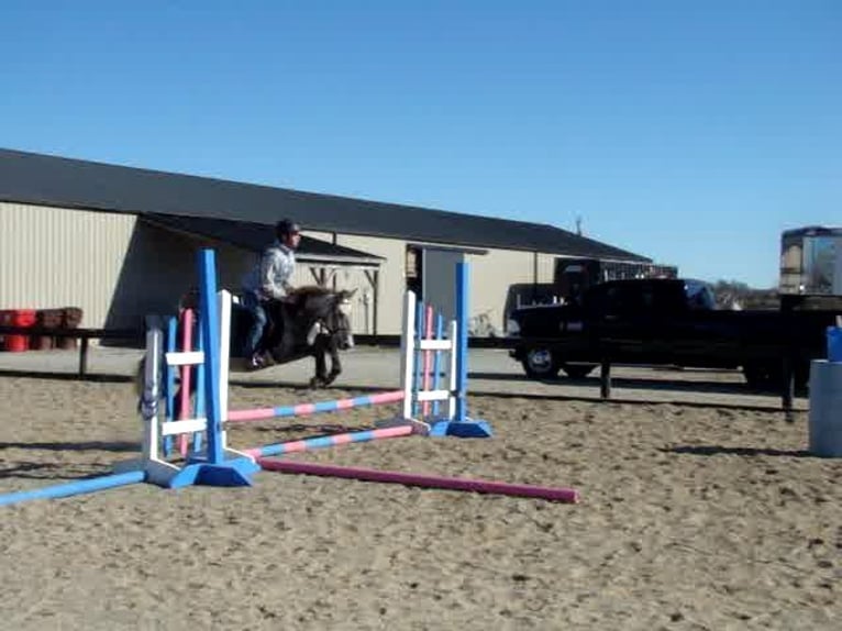 Pony de las Américas Caballo castrado 9 años Tordo in Lexington KY