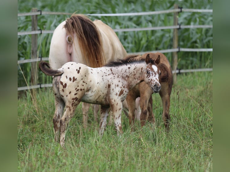 Pony de las Américas Semental 1 año 135 cm Atigrado/Moteado in Waldshut-Tiengen