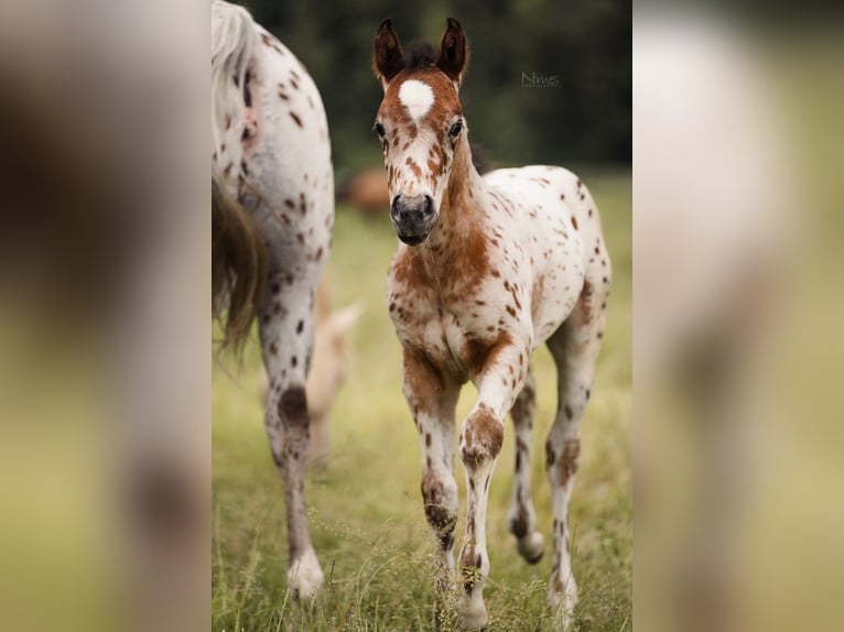 Pony de las Américas Semental 1 año 135 cm Atigrado/Moteado in Waldshut-Tiengen