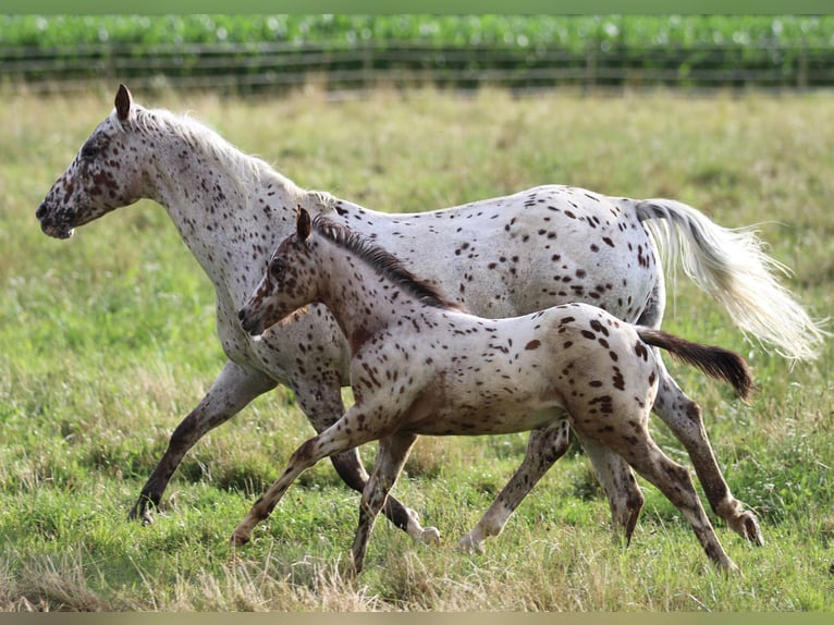 Pony de las Américas Semental 1 año 135 cm Atigrado/Moteado in Waldshut-Tiengen