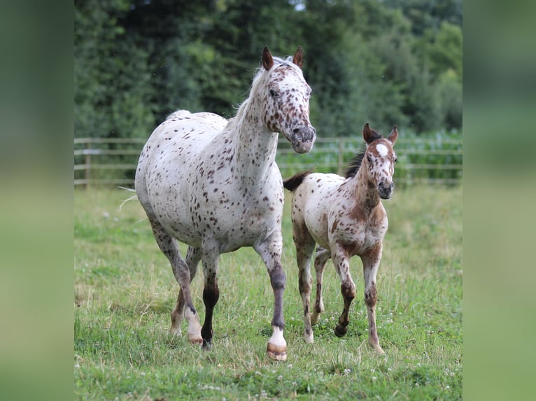 Pony de las Américas Semental 1 año 135 cm Atigrado/Moteado in Waldshut-Tiengen