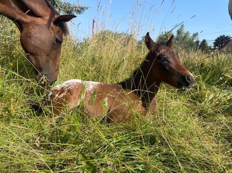 Pony de las Américas Semental 1 año 148 cm Castaño oscuro in Wermsdorf