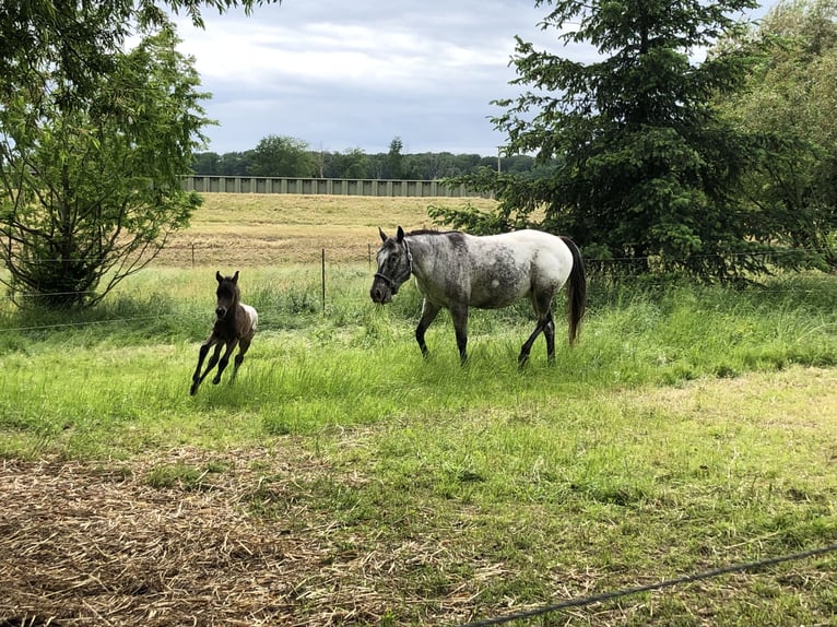 Pony de las Américas Semental 1 año 148 cm Castaño oscuro in Wermsdorf